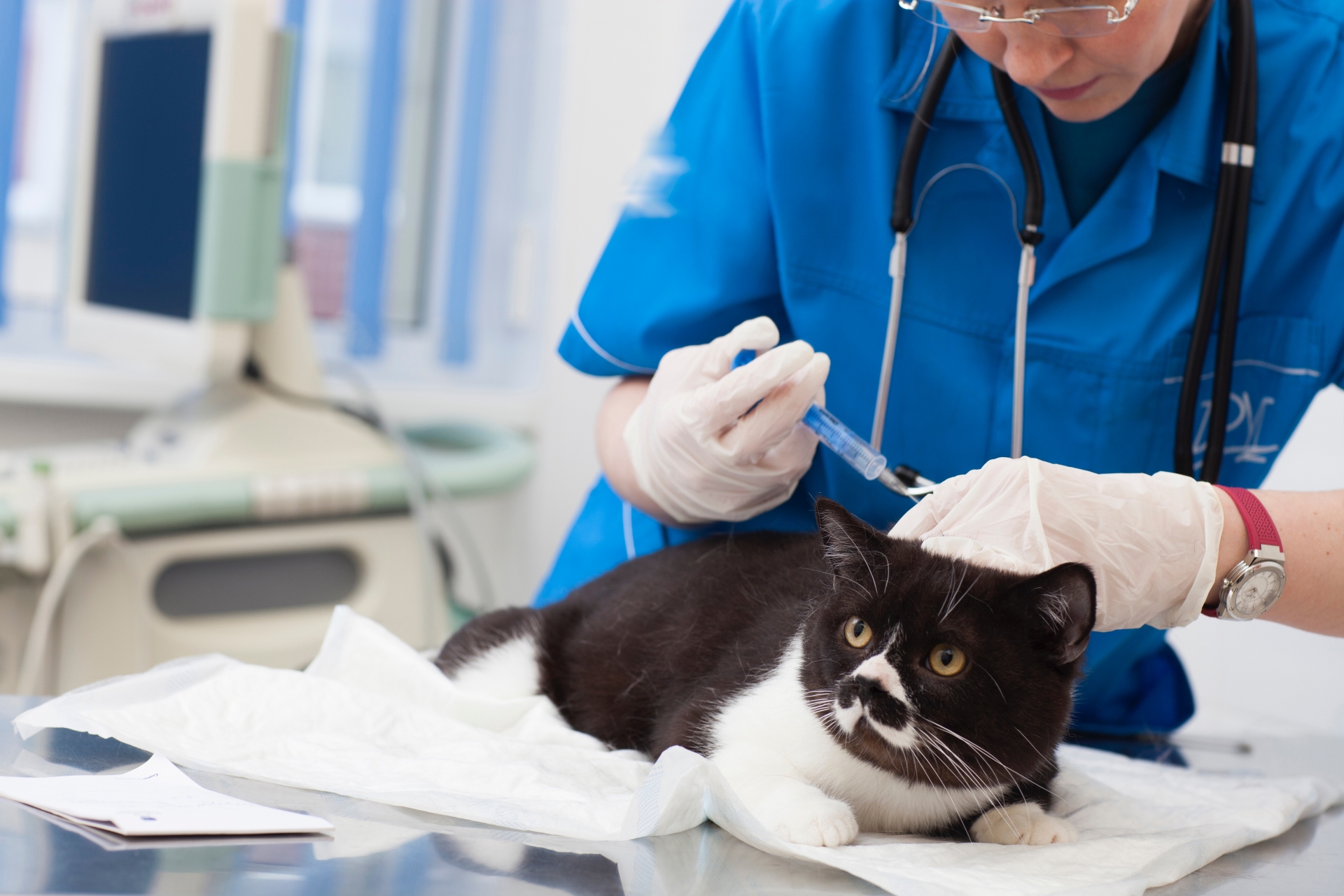 猫のTNRに協力してくれる動物病院は多い