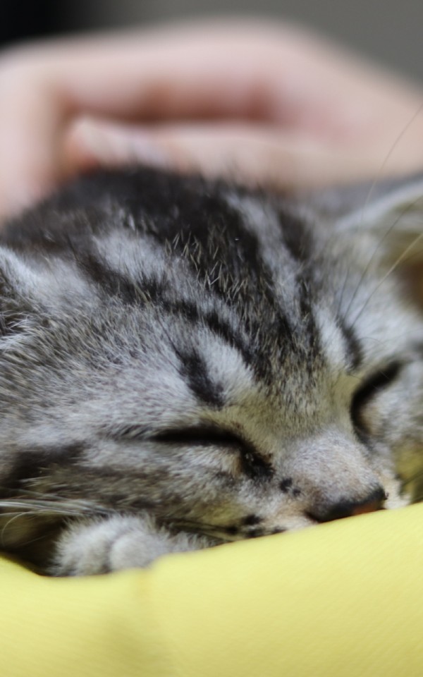 保健所や動物愛護センターの保護猫を引き取る方法【殺処分を水際で防ぐ】