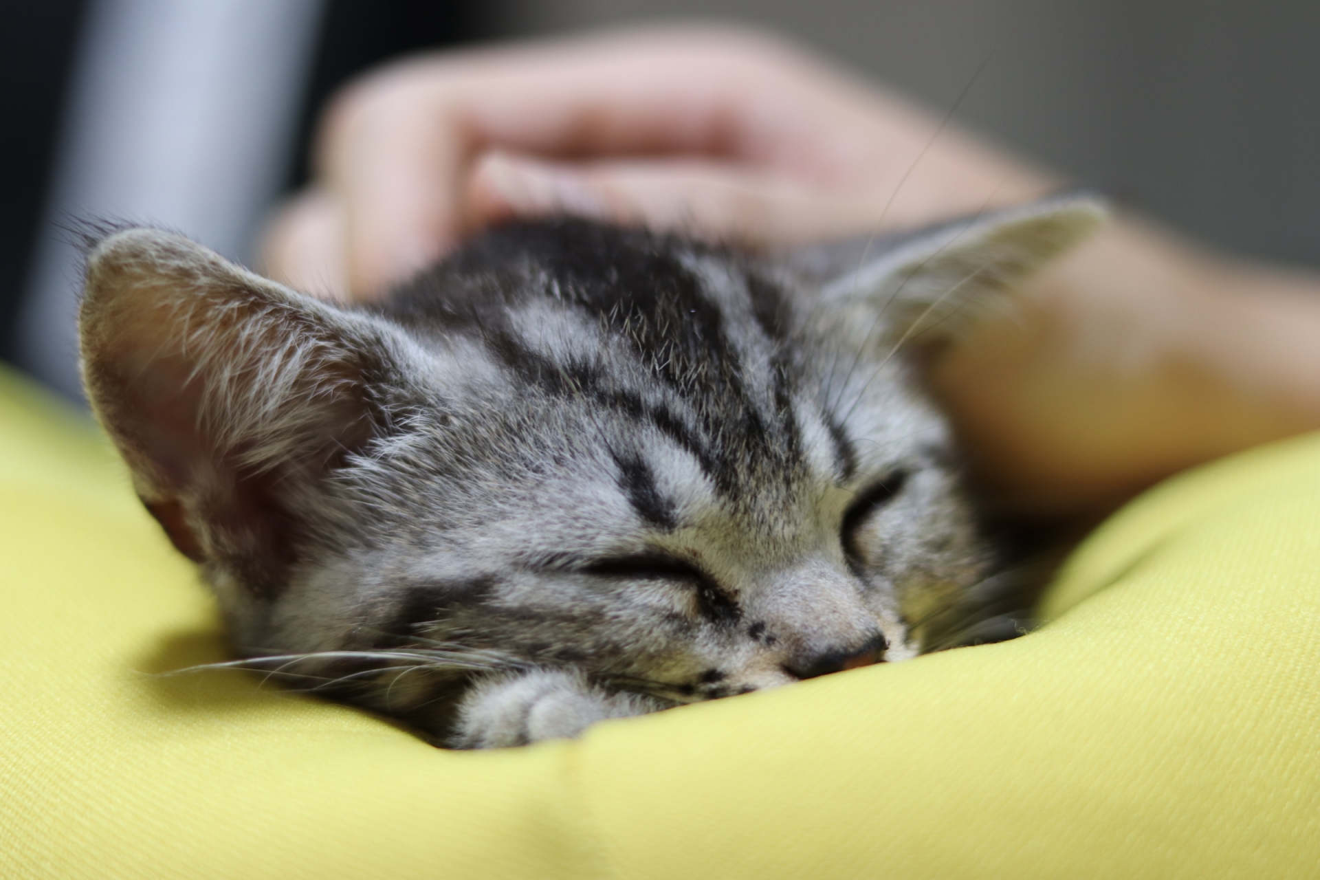 保健所や動物愛護センターの保護猫を引き取る方法【殺処分を水際で防ぐ】