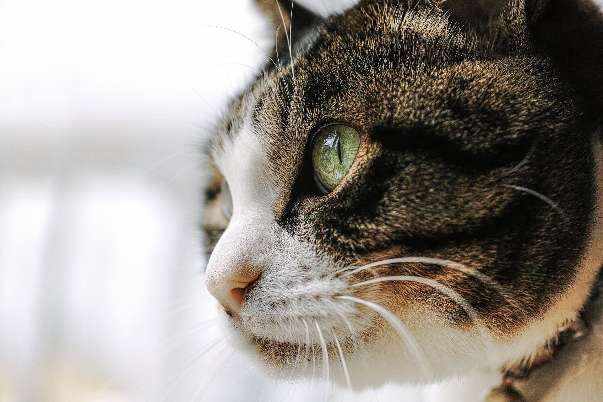 猫伝染性腹膜炎 FIPの高額治療費をクラウドファンディングで支援してもらう方法とは？