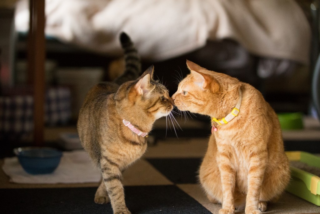 先住猫がいるけど新入り保護猫の里親になる注意点とは 猫同士の相性問題 つぐねこ 保護猫と里親を繋ぐ情報メディア