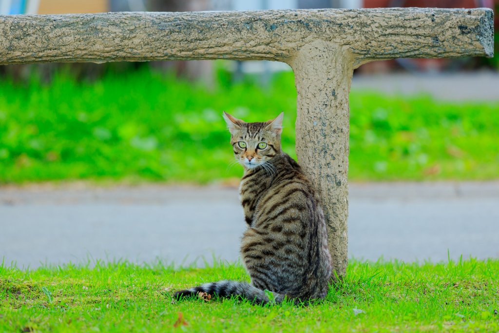 猫にも人にも安全な猫よけ対策 庭や車の野良猫被害を