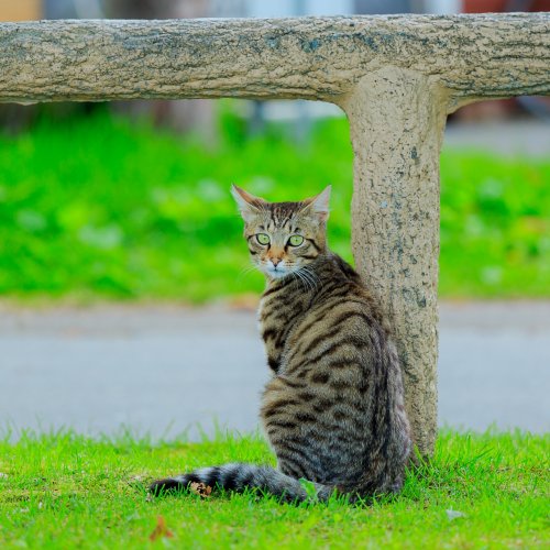 猫にも人にも安全な猫よけ対策【庭や車の野良猫被害を防ぐ猫よけグッズとは？】