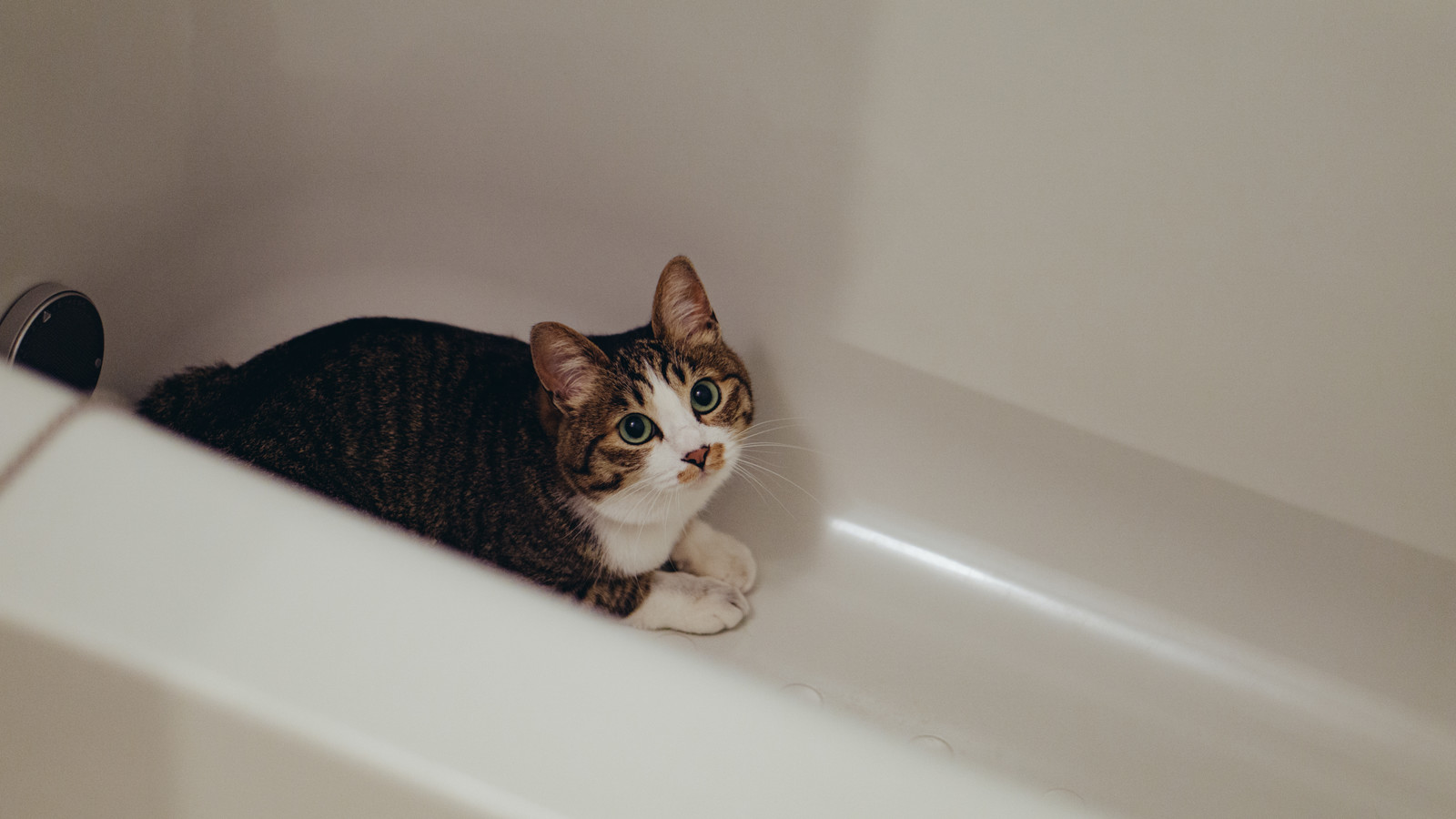 気をつけたい猫の家庭内事故３：お風呂で溺れる