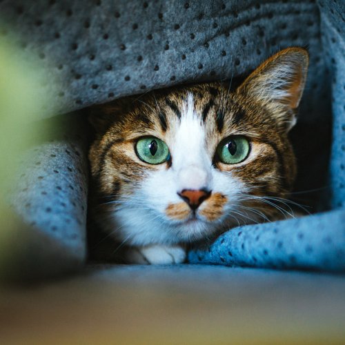 猫の家庭内に潜む８つの危険【家庭内事故リスクから猫を守る】