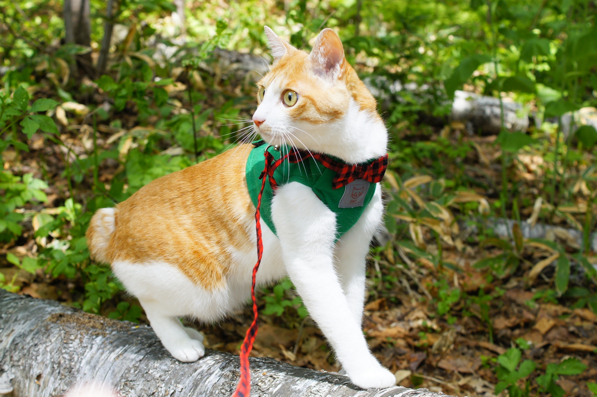 完全室内飼いの猫が日光浴する方法