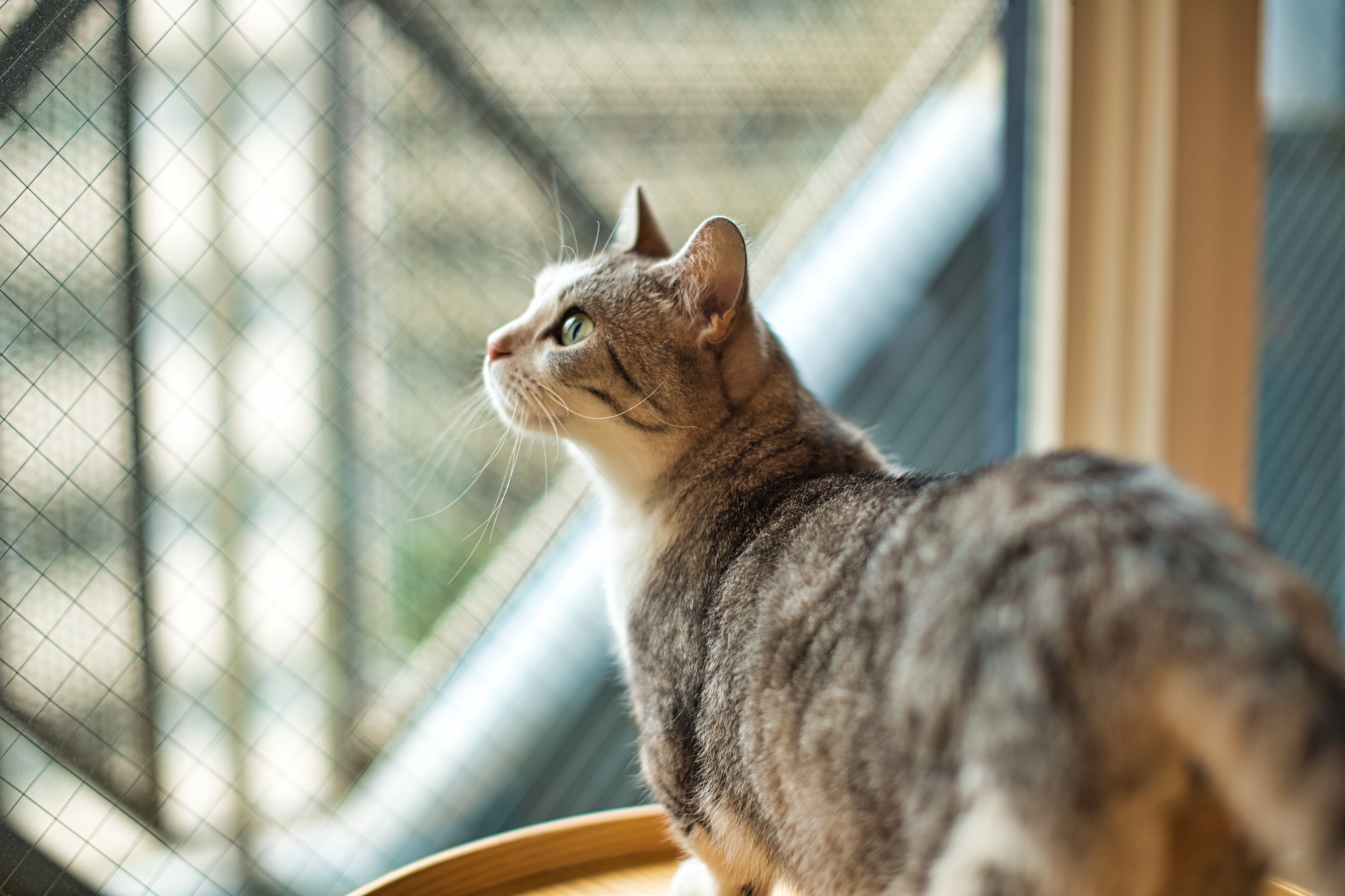 猫が日光浴をする効果