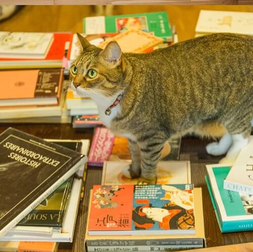 福岡の猫本専門書店に聞いた猫との向き合い方とは【書肆・吾輩堂店主の猫愛】