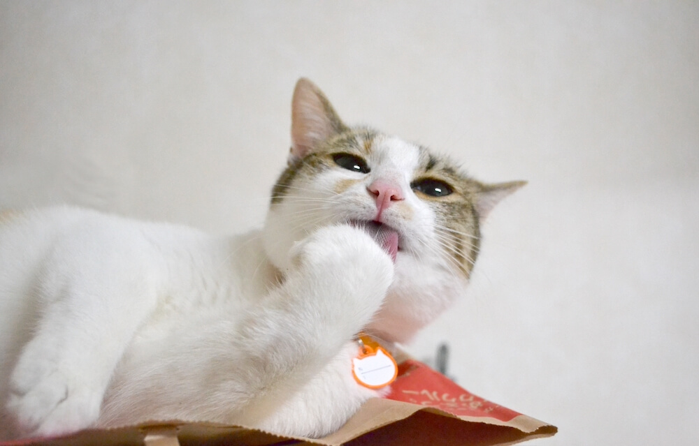 猫の過剰グルーミングの原因と対策と皮膚保護服の使い方【梅雨の時期は 